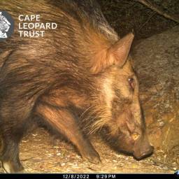 Bushpig